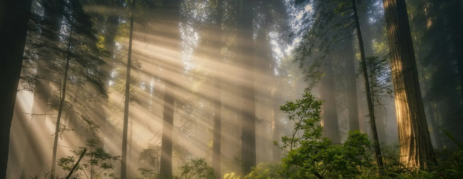 Rayons de lumière traversant une forêt de grands arbres