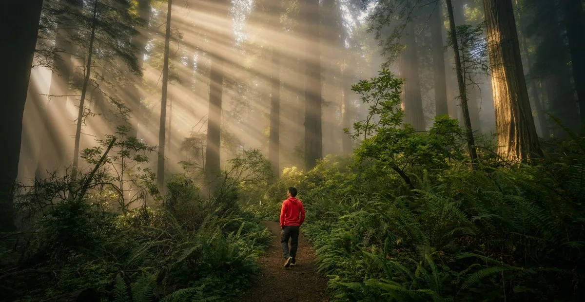 Un promeneur seul sur un sentier, dans une forêt traversée de rayons